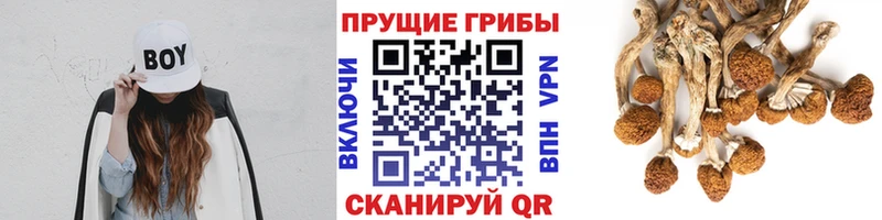 Псилоцибиновые грибы Psilocybe  как найти   Аша 